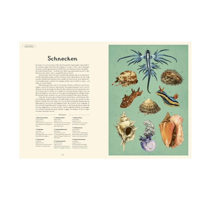 Buch Museum des Meeres