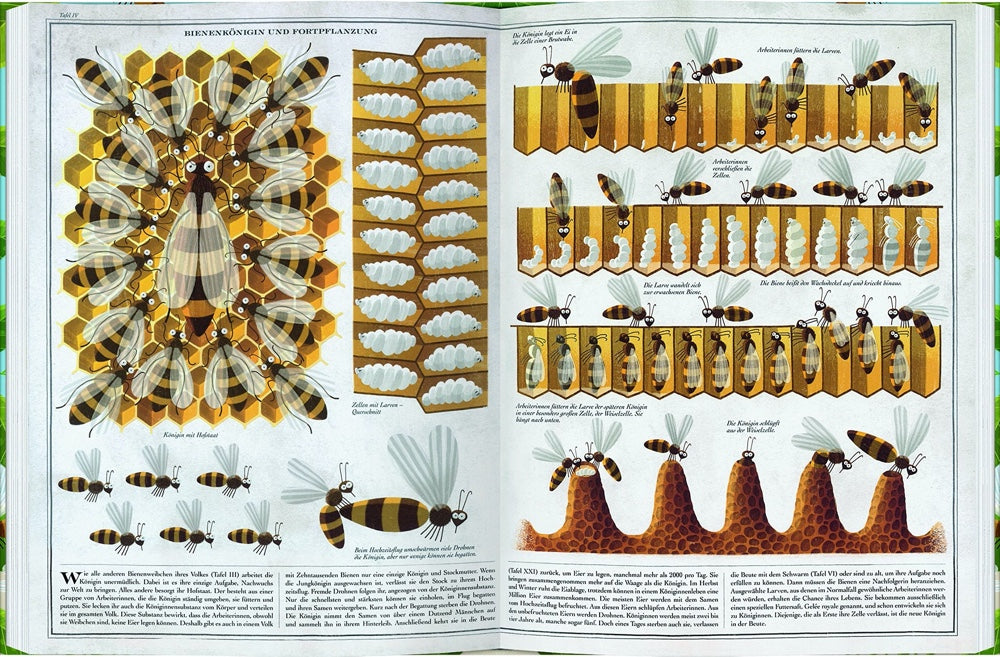 Buch | Bienen